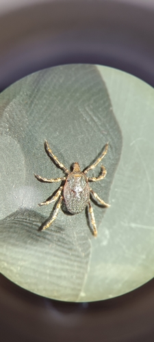Hyalomma lusitanicum
