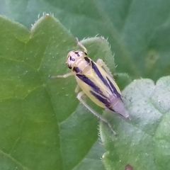 Evacanthus interruptus