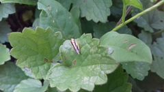 Evacanthus interruptus