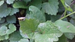 Evacanthus interruptus