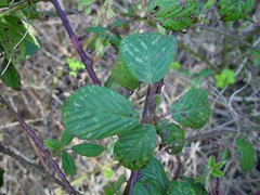 Rubus polyanthemus