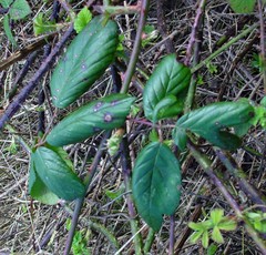 Rubus polyanthemus
