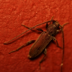 Gelonaetha hirta