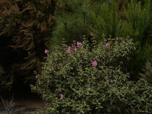 Cistus symphytifolius, photograph 4