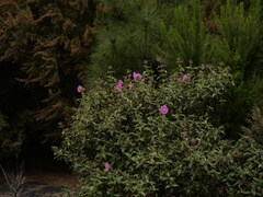 Cistus symphytifolius, photograph (c) Borja Fierro, some rights reserved (CC BY)