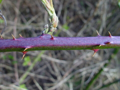 Rubus polyanthemus