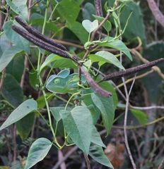 Chamaeleo zeylanicus