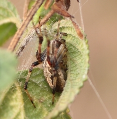 Neoscona theisi