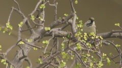 Passer domesticus