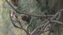 Carduelis carduelis