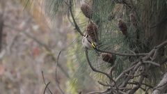 Carduelis carduelis