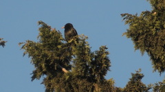 Sturnus unicolor