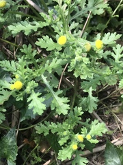 Grangea maderaspatana