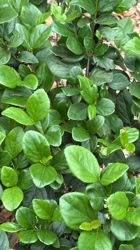 Viburnum suspensum observed 2026-04-26