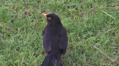 Turdus merula