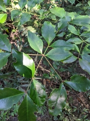 Euonymus laxiflorus