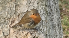 Erithacus rubecula