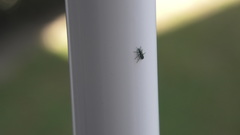 Psilothrix viridicoerulea