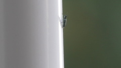 Psilothrix viridicoerulea