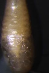 Atelura