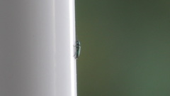 Psilothrix viridicoerulea