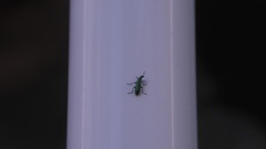 Psilothrix viridicoerulea