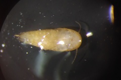 Atelura