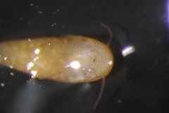 Atelura