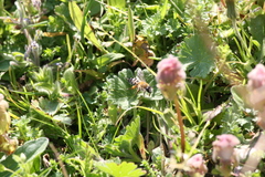 Andrena gravida