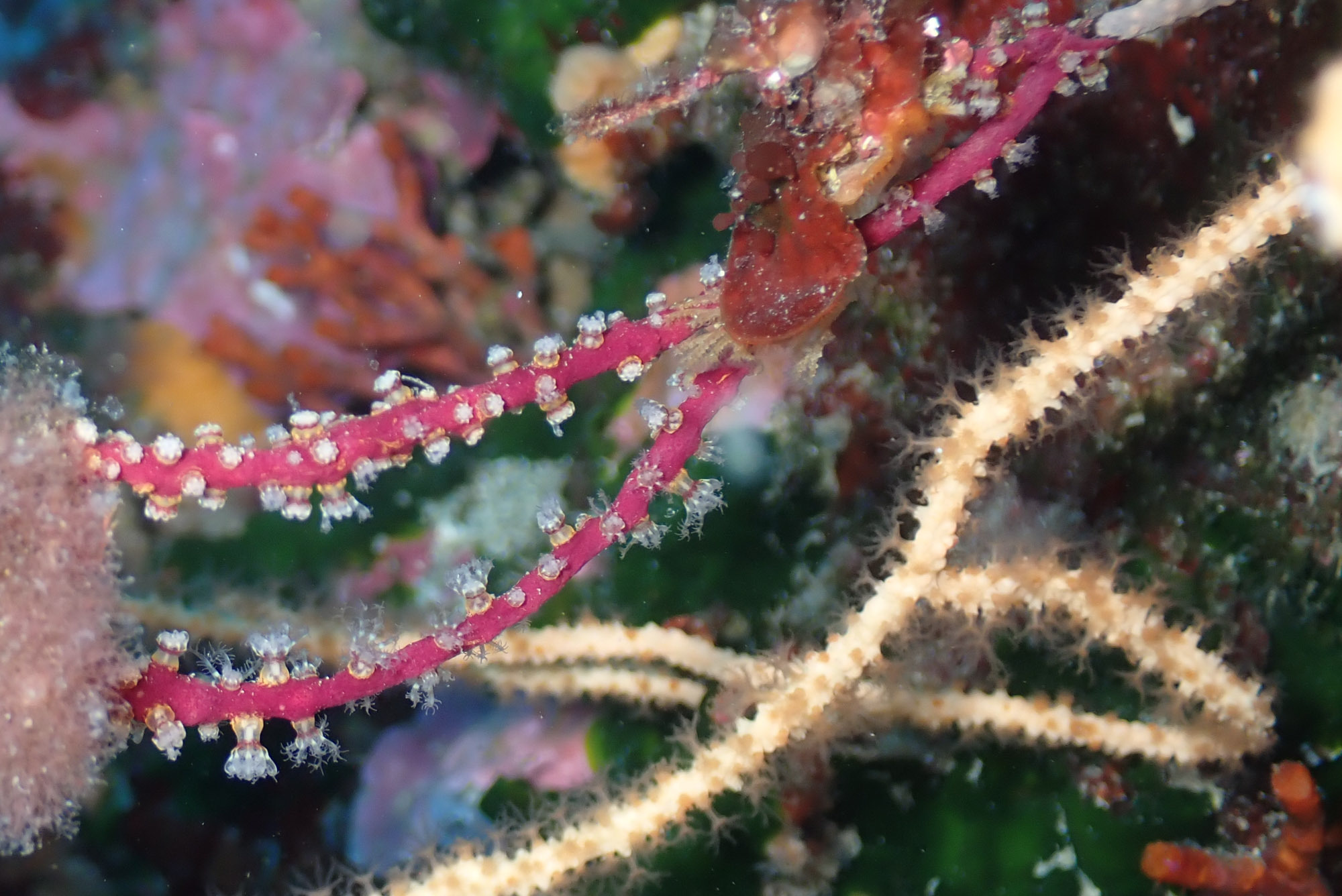 Alcyonium coralloides (Pallas, 1766)
