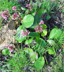 Bergenia