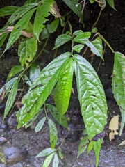 Elatostema hirtellipedunculatum