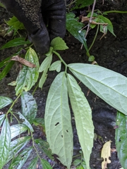 Elatostema hirtellipedunculatum