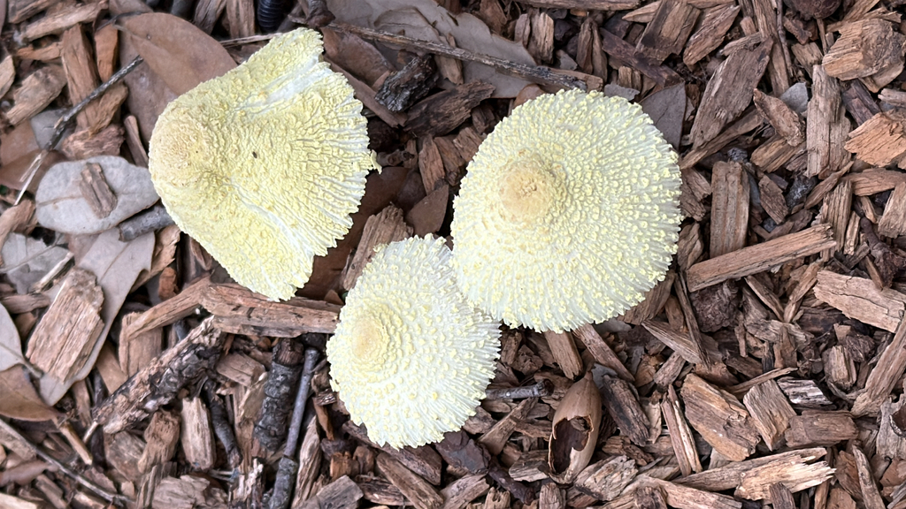 Leucocoprinus birnbaumii · April 2026 · photo: © garyrogers98031 (iNaturalist, cc-by)