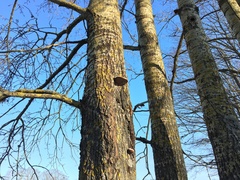 Phellinus populicola