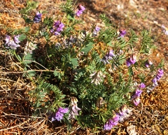 Vicia uralensis
