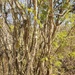 Acacia flava