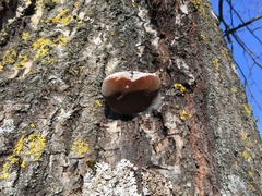 Phellinus populicola