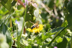Andrena gravida