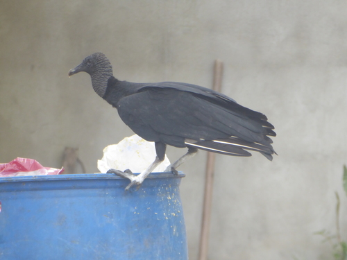 Black Vulture