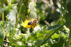 Andrena gravida