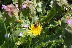 Andrena gravida