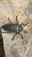 Julodis euphratica