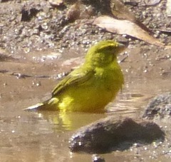 Crithagra sulphurata