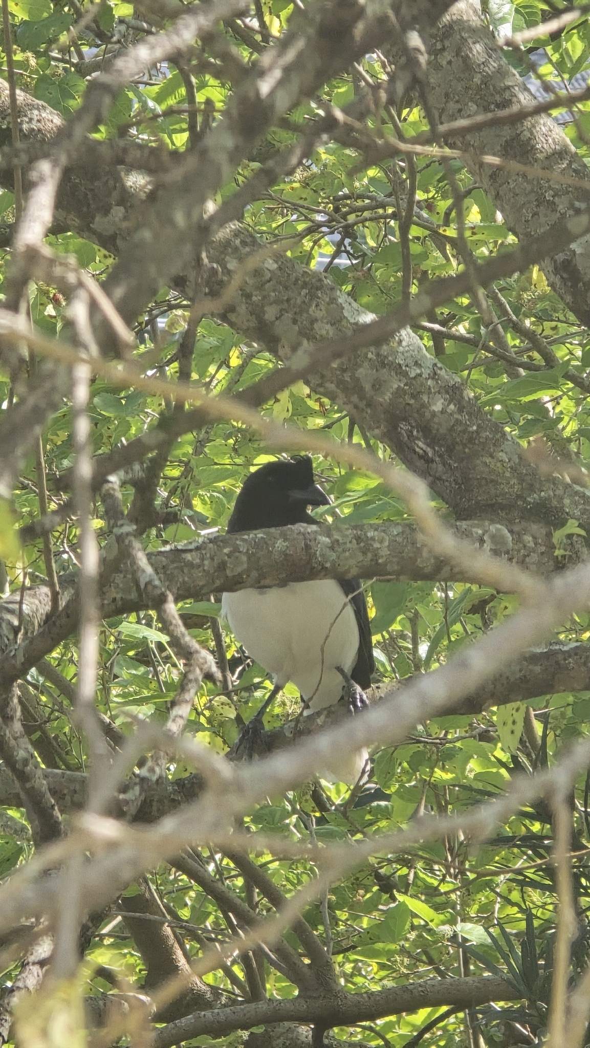 Curl-crested Jay (Cyanocorax cristatellus), photo 1