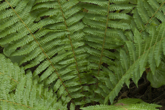 Dryopteris crassirhizoma