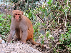 Macaca mulatta