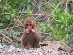 Macaca mulatta