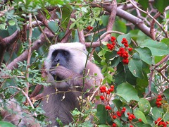 Semnopithecus schistaceus