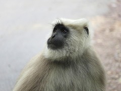 Semnopithecus schistaceus